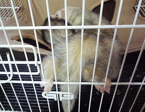 華麗な足さばきでしょ