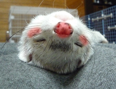 ウ―イ、酔っ払ったゾー