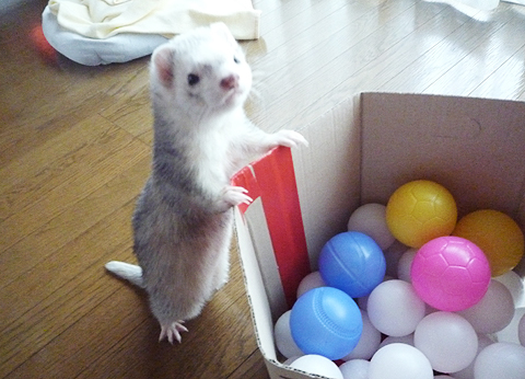 いわゆる「立っち」てヤツ