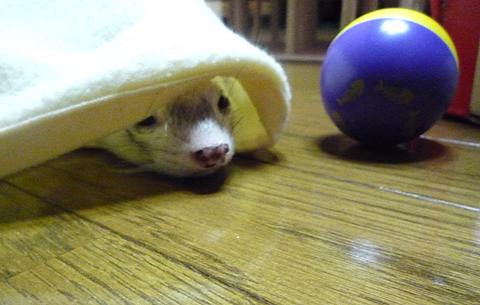 ハル：「すぐ横にあるじゃない！」