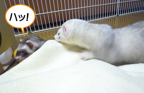 ハル、なにかヤなことでもあった？