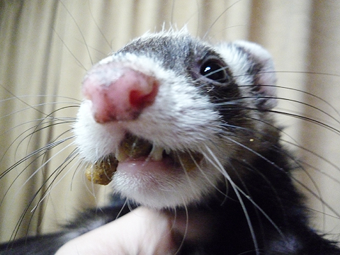  一度に三つは新記録かも？