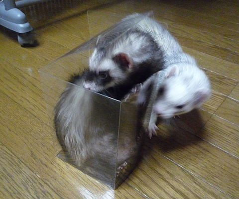 フタを閉めれば箱入り娘の完成