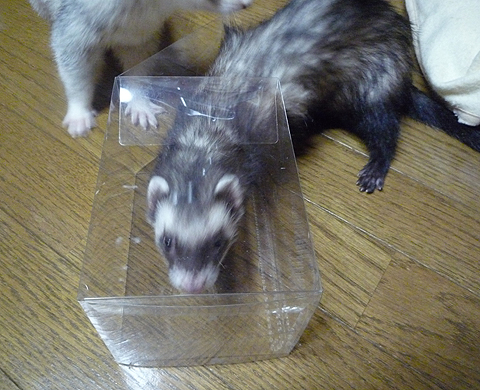 頭から入ります